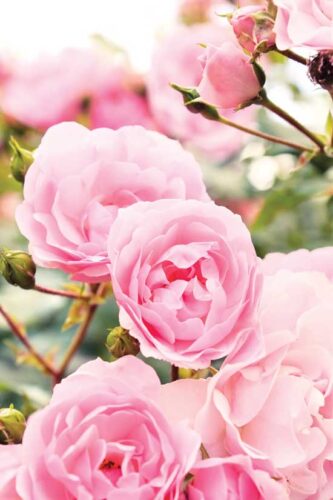 When to Transplant Roses